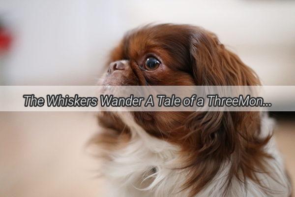 The Whiskers Wander A Tale of a ThreeMonthOld Puppys Sleep Adventures